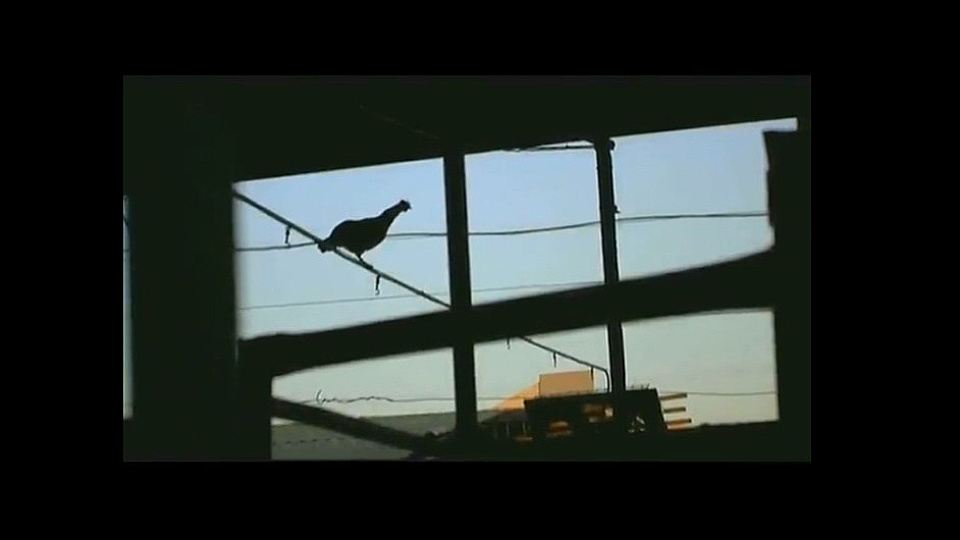 Watch Full Movie Fat Cows Lean Cows - Watch Trailer